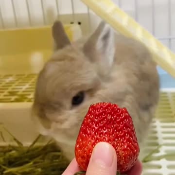 Rabbit First Time Eating Strawberry But Doesn't Really Love It