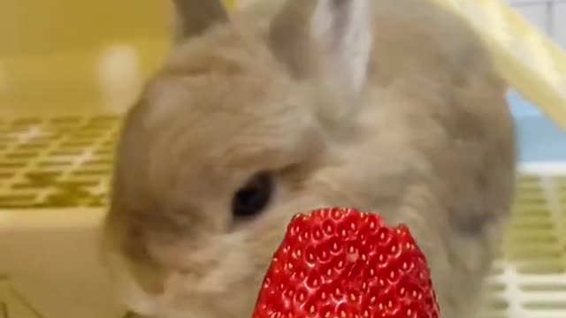 Rabbit First Time Eating Strawberry But Doesn't Really Love It