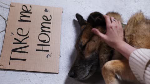 Very nice pate Dog and so so sad dog #funny #best #sad #animels