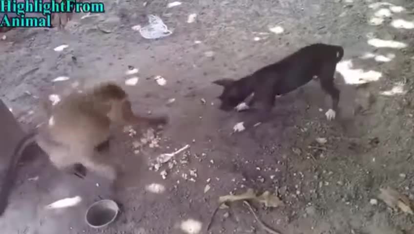 Ape vs dog rudely fight