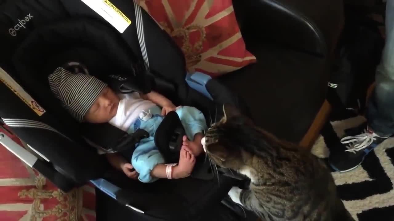 Cats meets baby react