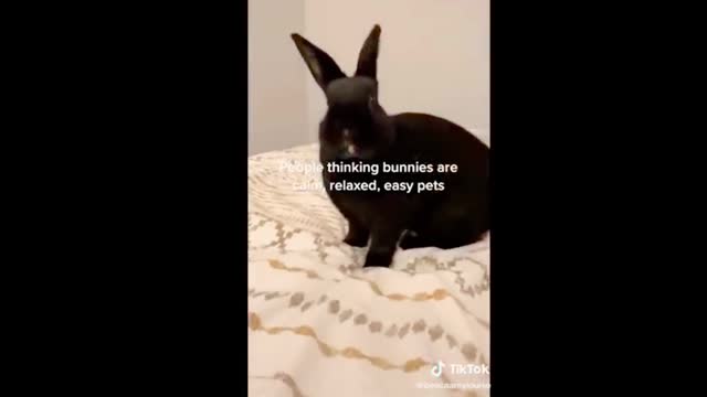 funny rabbit moving fast around and jumping (Cute Video)