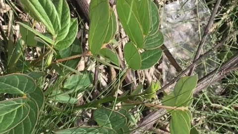 Borboleta-canarinho colocando ovos!