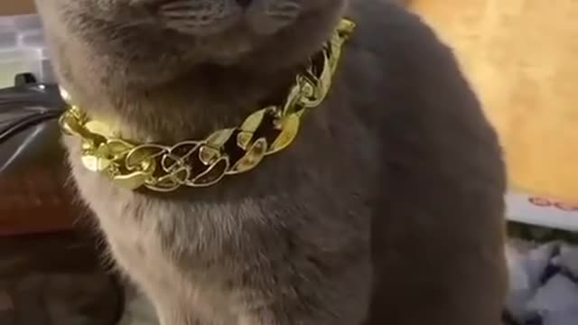 Have you ever seen a gentleman cat?