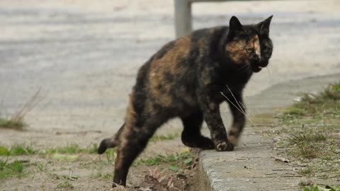 Cute funny | cat video | 2021