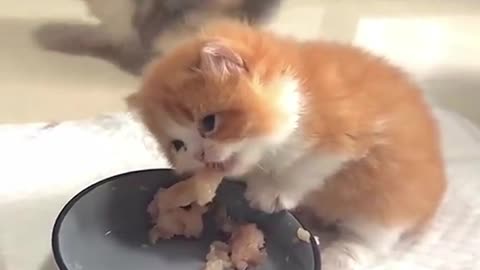 Cute Little Kitten Cats Eating and Playing