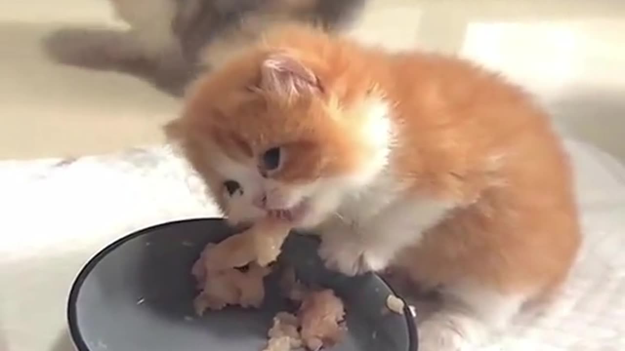 Cute Little Kitten Cats Eating and Playing