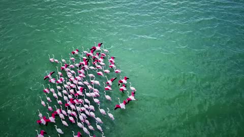 lake flamingo birds flock feathers plumage swim