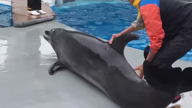 Dolphin Funny Video Sea animal