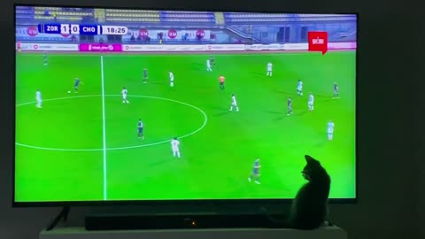 Kitten watches football/soccer