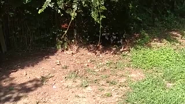 Dog Chases His Paw
