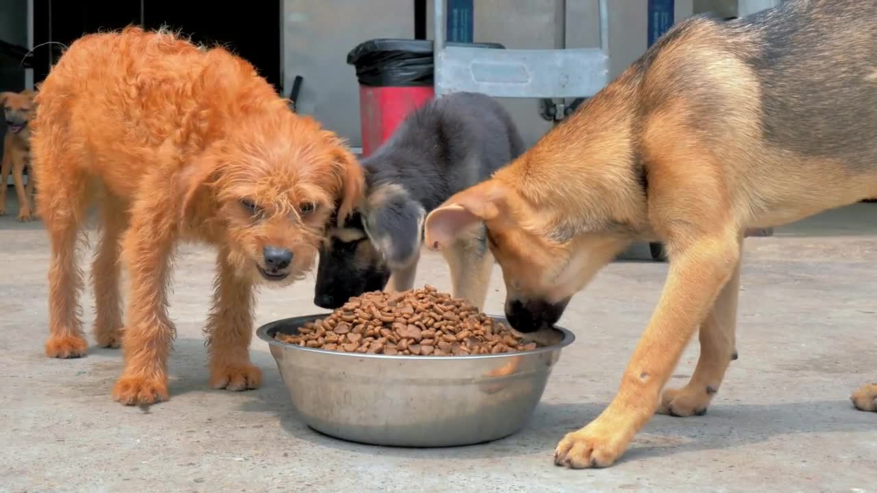 Hungry dogs greedily eating food from bowl. Feeding animals in the shelter. Animal care