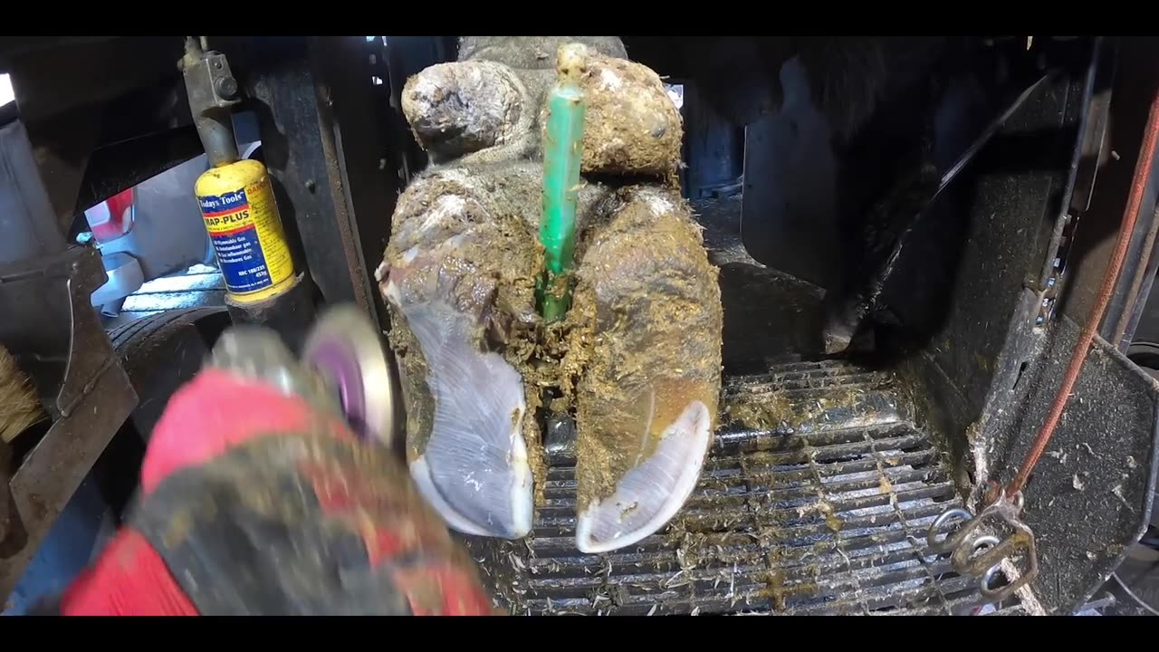 NAIL REMOVED from BULL'S PAINFUL FOOT