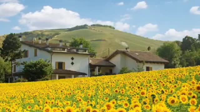 Do you know what the flower language of sunflowers is