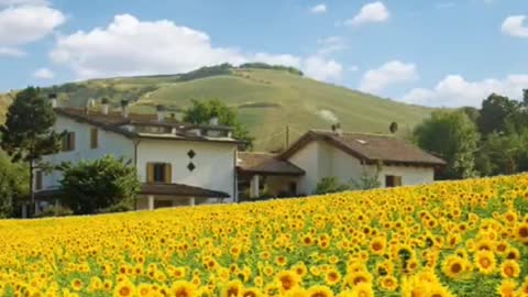 Do you know what the flower language of sunflowers is