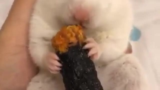 hungry hamster
