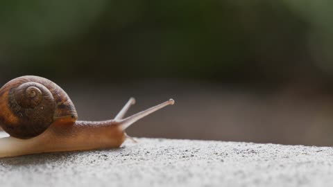Snails are damn slow