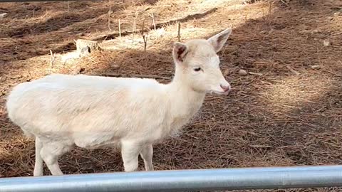 Cute baby deer