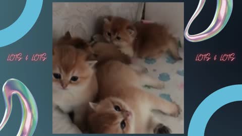 Baby Cats - Cute and Funny Baby Cat