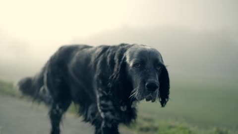 Dog - 98824