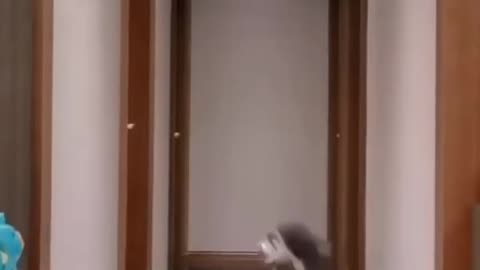Funny animals 2024😆 - Funniest Cats and Dogs Video🐕🐈 #shorts part69