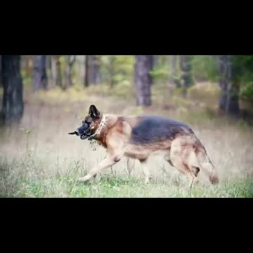 Animals Transformation | Beast Mode | Paws Planet 🐾|#2