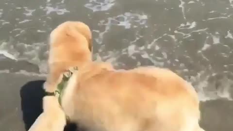 Golden Retriever is afraid of water