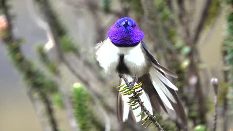 Ecuadorian Hillstar (Oreotrochilus chimborazo)