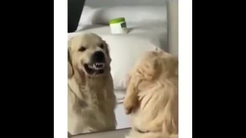 Young dog learns to be angry