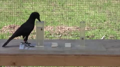 Talented Crow