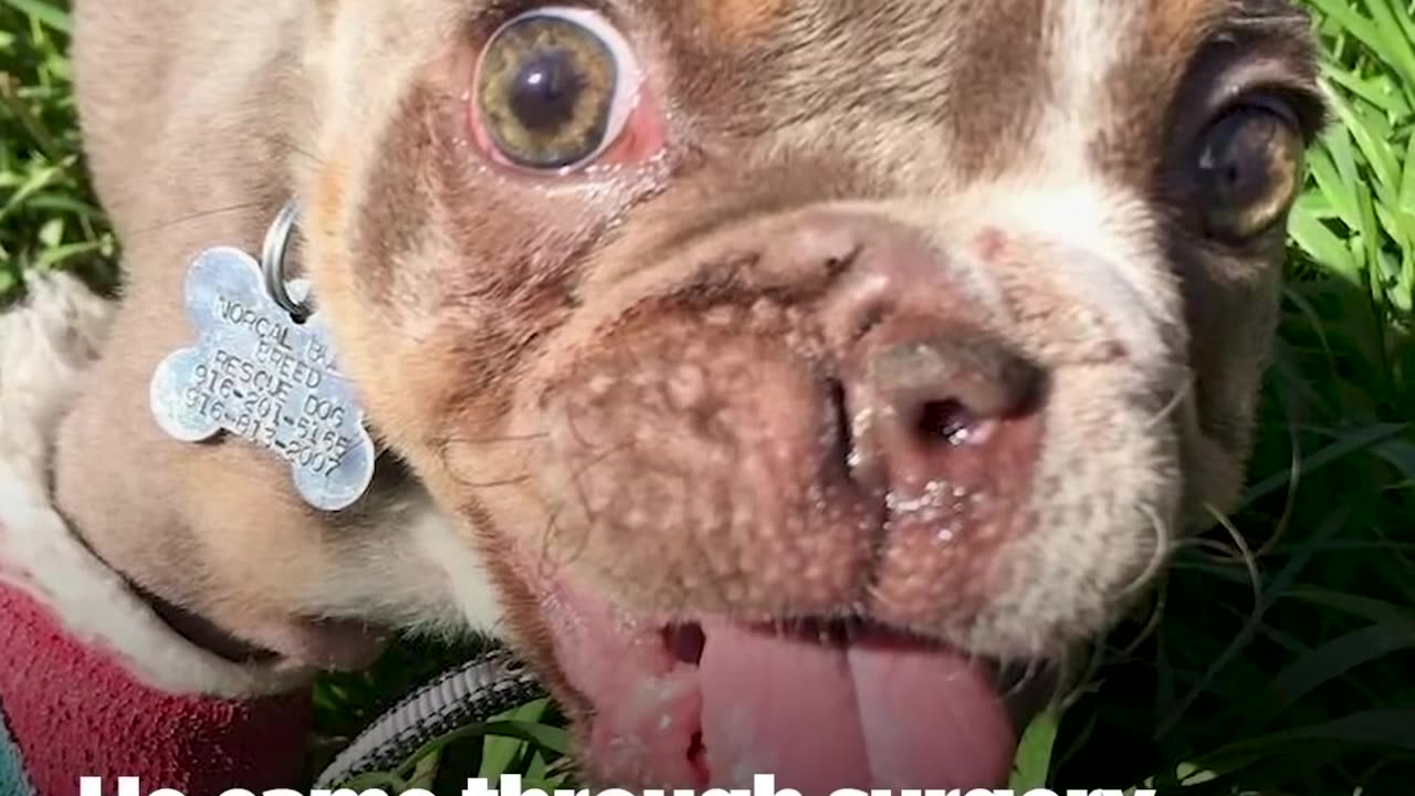 Puppy Abandoned In Creek Bed Becomes World's Goofiest Bulldog | The Dodo Little But Fierce