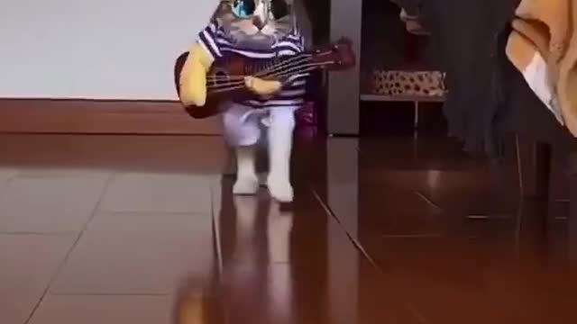 Cat playing guiter at home 2021