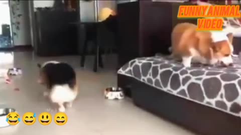 Funny video of animals 😄🤣🥰🤩