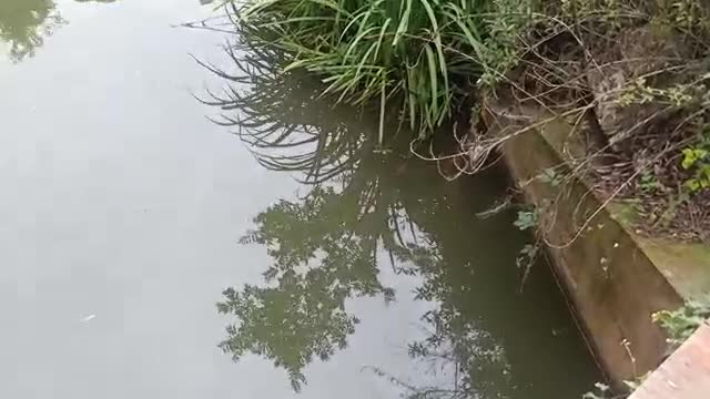 Goldfish swimming in the pond