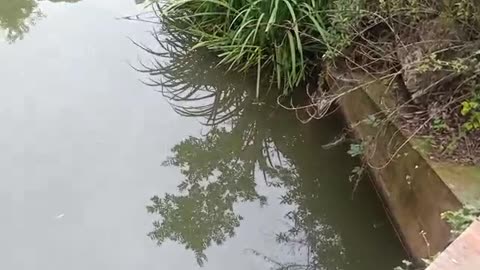 Goldfish swimming in the pond