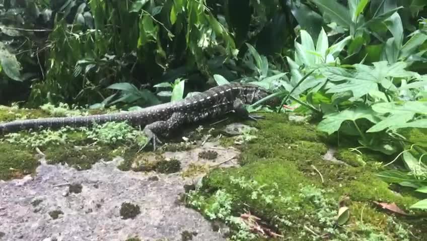 The passage of the Lizard in its natural habitat in the nature of the Atlantic Forest.