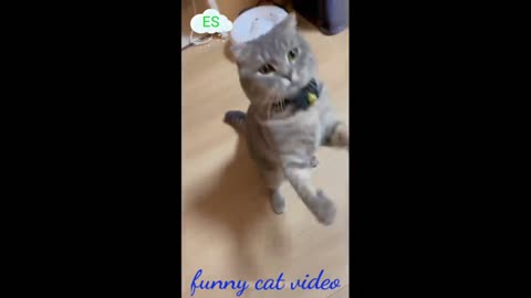 Baby/Cat/funny cat video/sweet cat