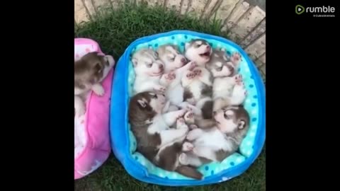 Cute baby animals Videos