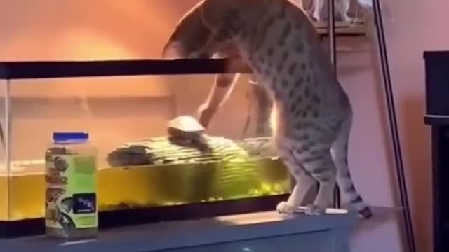 Emil Cat. Funny videos