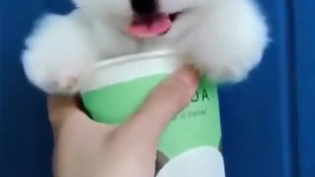 Cute dog