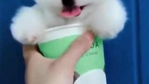 Cute dog