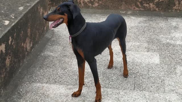 FEMALE DOBERMAN GURDING HOUSE