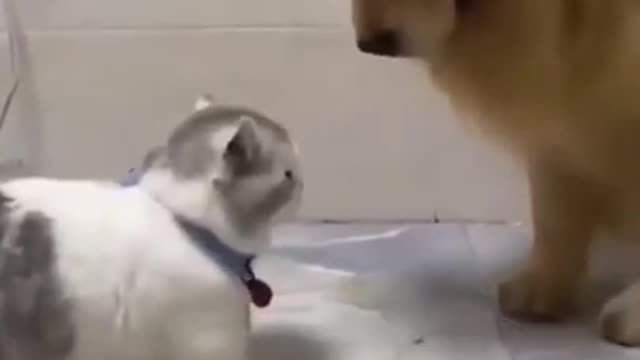 Funny animals video