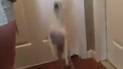 Jump 2 times