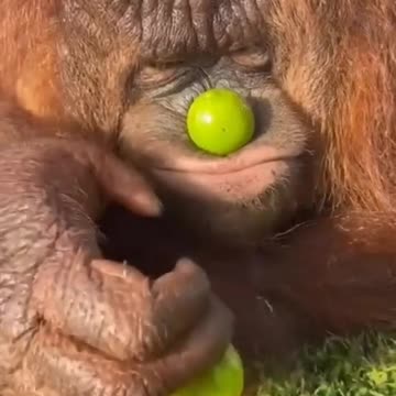 Funny Animal and Nature Videos