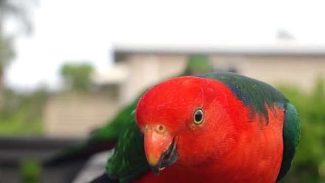 Australian King Parrot