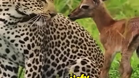 Deer baby saved by leopard