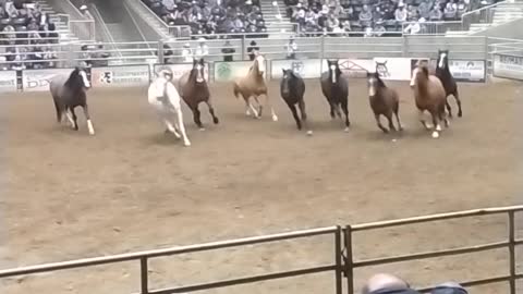 Bucking Horses Showing Off Before the Rodeo } #Shorts