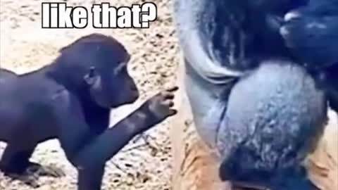 Gorilla 🦍 drump truck 🤣