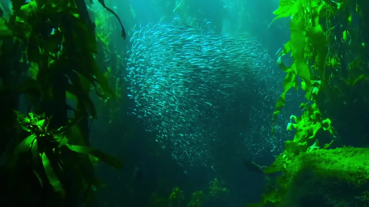 Dancin Fish Group In the ocean nature